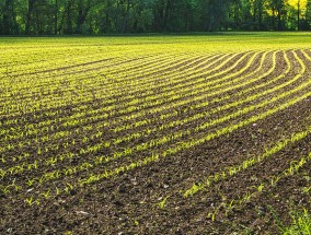 我国在玉米领域获重大发现 有望大幅提升籽粒机械收获水平