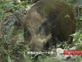 野猪致害省份多达26个，野猪肉为啥不能摆上餐桌？