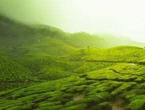 泉州宝洲路茶叶，历史传承与文化瑰宝